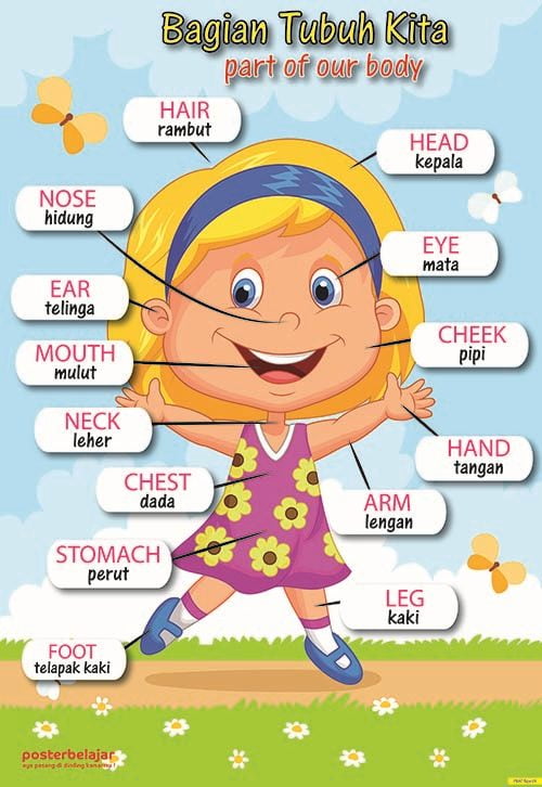 POSBEL Poster Belajar Anggota Tubuh Tipe 01 - Mainan Edukasi Anak