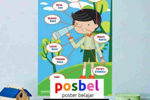 Jual Poster Gambar Anggota Tubuh untuk Paud, HP/WA : 0812-8490-8806.